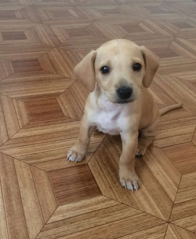Cachorro ra a Indefinida idade 2 a 6 meses nome Muffin