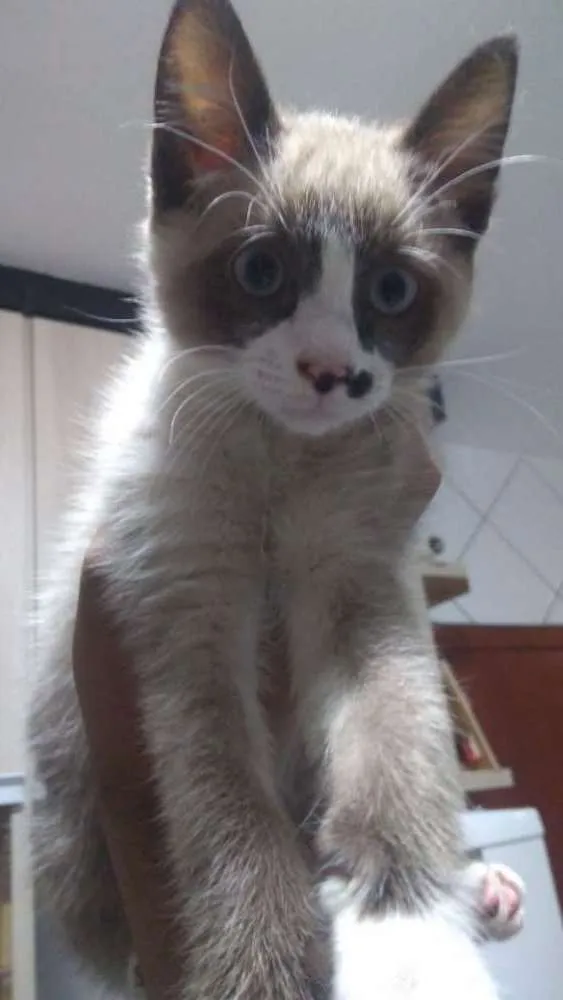 Gato ra a Ñ sei idade 2 a 6 meses nome Dodô 