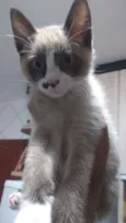 Pingo