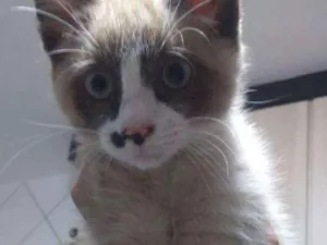 Gato raça Ñ sei idade Abaixo de 2 meses nome Pingo