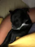 Pitoco