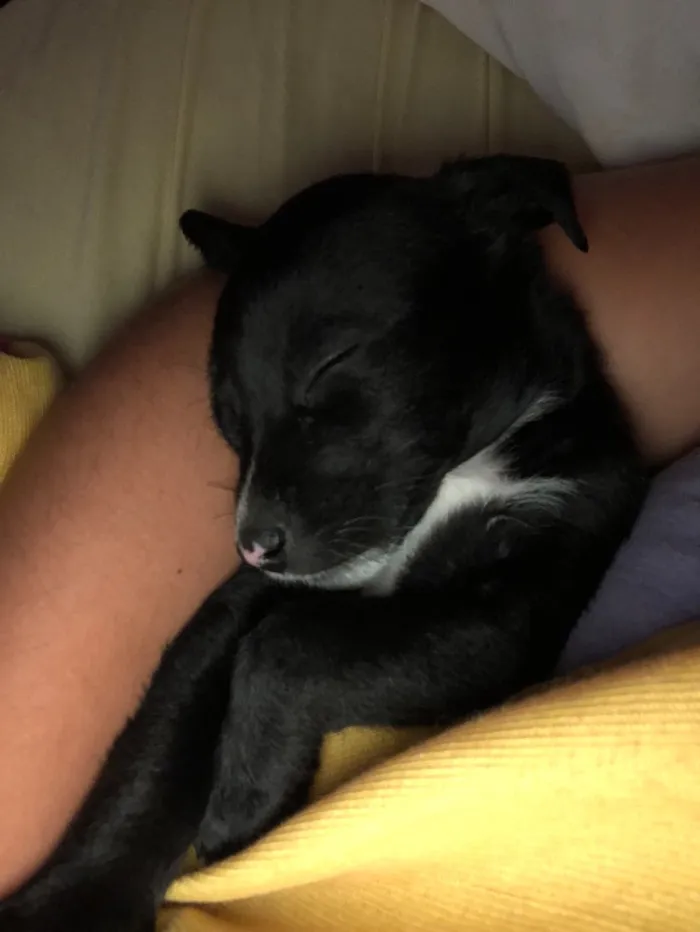 Cachorro raça Vira-lata  idade Abaixo de 2 meses nome Pitoco