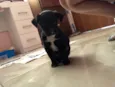 Pitoco