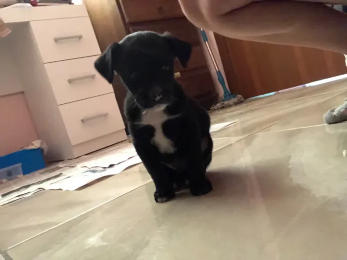 Cachorro raça Vira-lata  idade Abaixo de 2 meses nome Pitoco