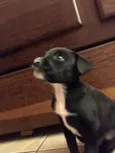 Pitoco