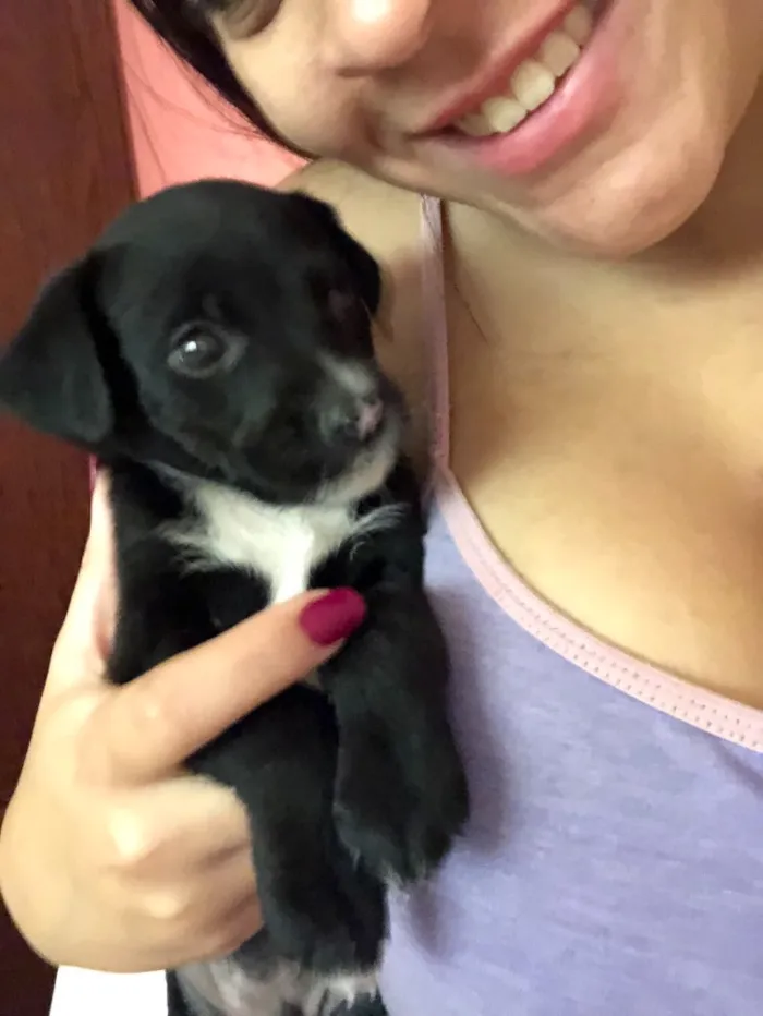 Cachorro raça Vira-lata  idade Abaixo de 2 meses nome Pitoco