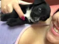 Pitoco