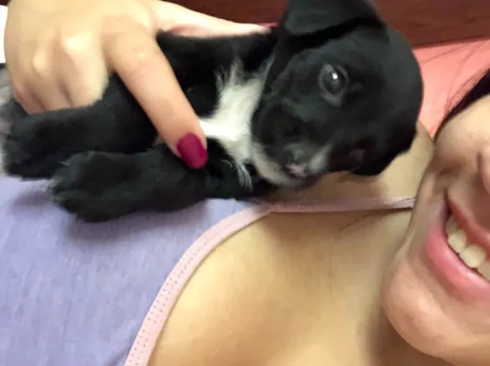 Cachorro raça Vira-lata  idade Abaixo de 2 meses nome Pitoco