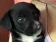 Pitoco
