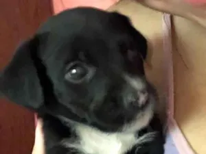 Cachorro raça Vira-lata  idade Abaixo de 2 meses nome Pitoco