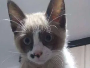 Gato raça Ñ sei idade 2 a 6 meses nome Dodô 