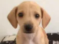 Muffin