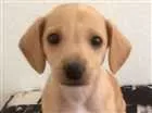 Cachorro raça Indefinida idade 2 a 6 meses nome Muffin