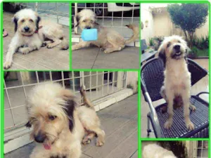 Cachorro raça Poodle idade 7 a 11 meses nome Paçoca