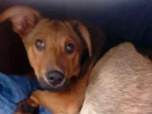 Cachorro raça Não sei idade 2 a 6 meses nome Borys