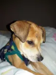 Snoopy