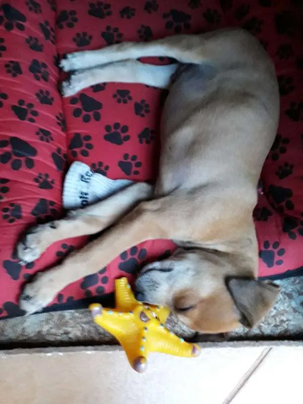 Cachorro ra a vira lata idade 2 a 6 meses nome Snoopy