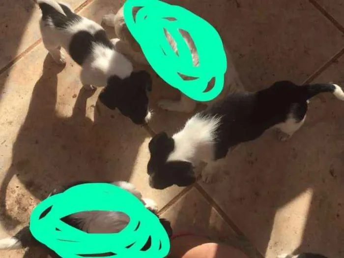 Cachorro raça Ñ definida idade Abaixo de 2 meses nome Filhotes 