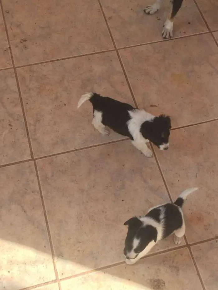 Cachorro raça Ñ definida idade Abaixo de 2 meses nome Filhotes 