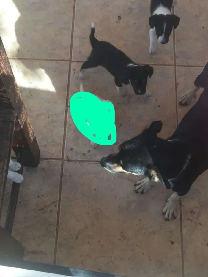 Cachorro raça Ñ definida idade Abaixo de 2 meses nome Filhotes 