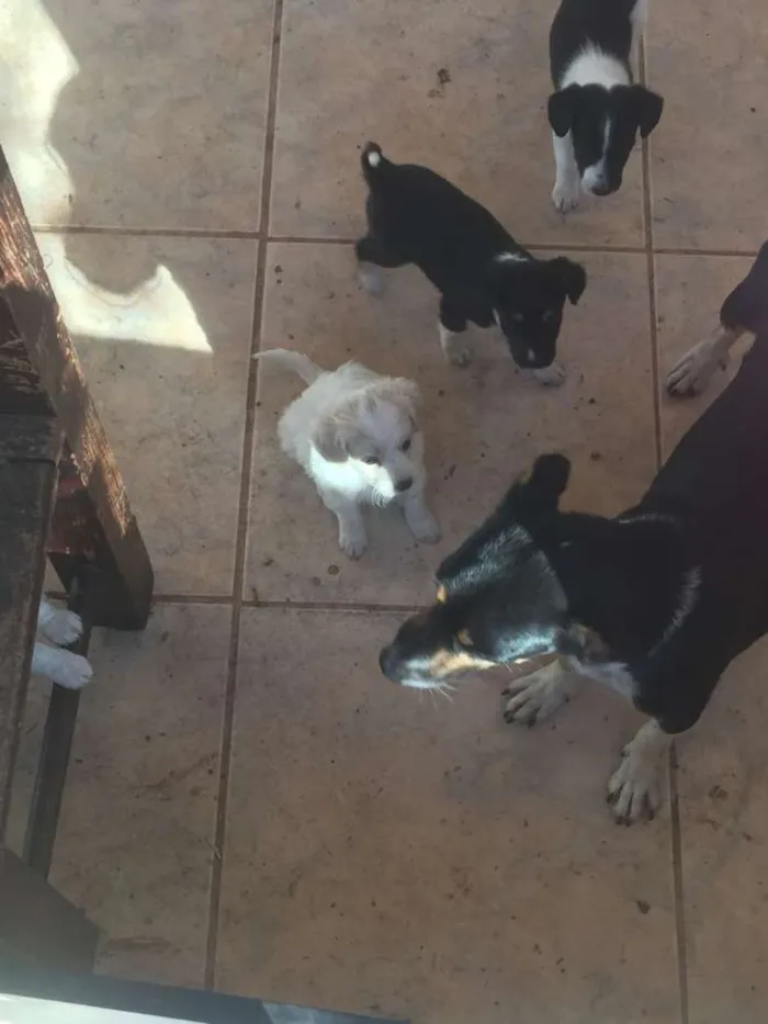 Cachorro raça Ñ definida idade Abaixo de 2 meses nome Filhotes 