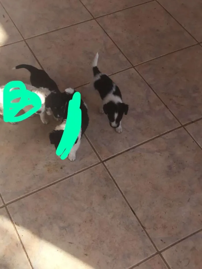 Cachorro raça Ñ definida idade Abaixo de 2 meses nome Filhotes 