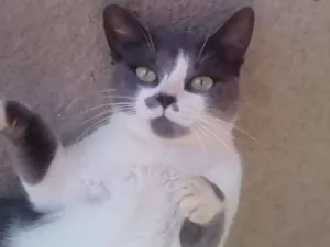 Gato raça Pé duro idade 2 anos nome Bigoda