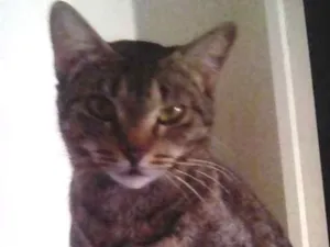 Gato raça Pé duro idade 2 anos nome Liz