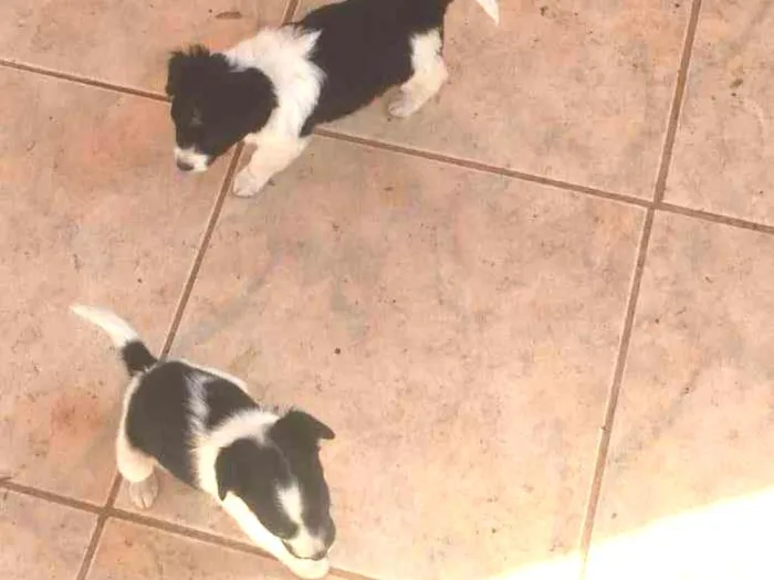 Cachorro raça Ñ definida idade Abaixo de 2 meses nome Filhotes 