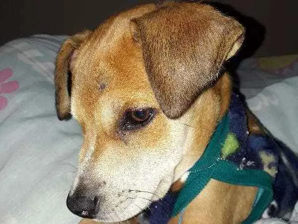 Cachorro ra a vira lata idade 2 a 6 meses nome Snoopy