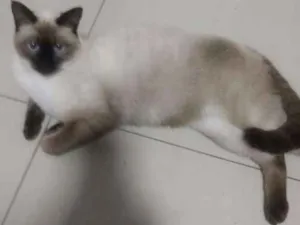 Gato raça Siamês idade 2 anos nome Mia/Kira