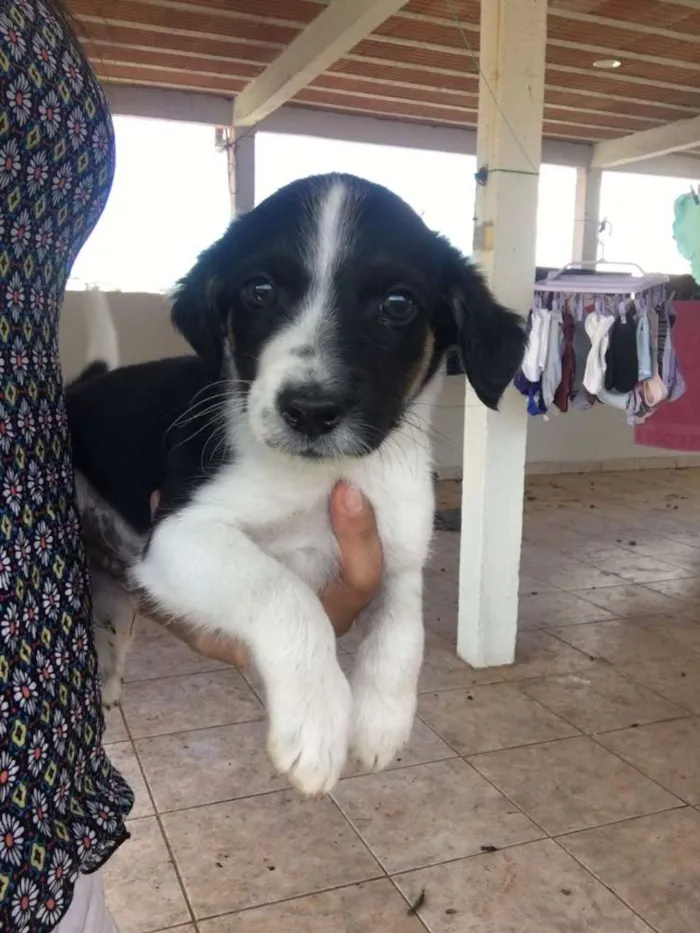 Cachorro raça Ñ definida idade Abaixo de 2 meses nome Filhotes 