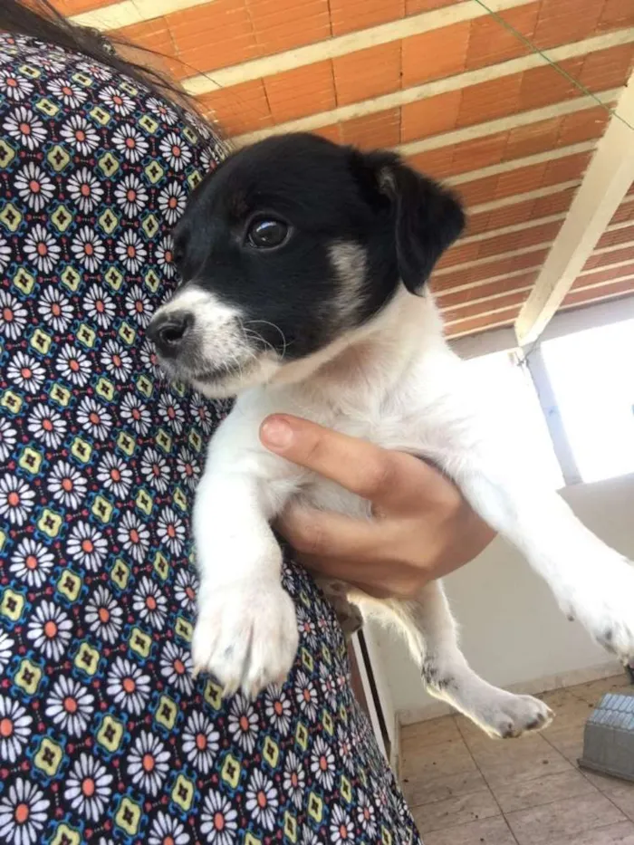 Cachorro raça Ñ definida idade Abaixo de 2 meses nome Filhotes 