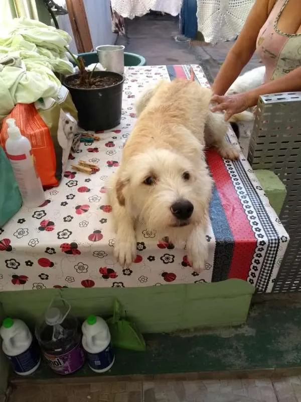 Cachorro ra a SRD idade 1 ano nome ted