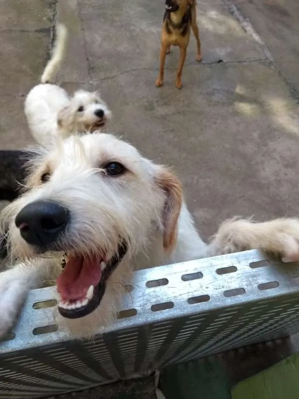 Cachorro ra a SRD idade 1 ano nome ted