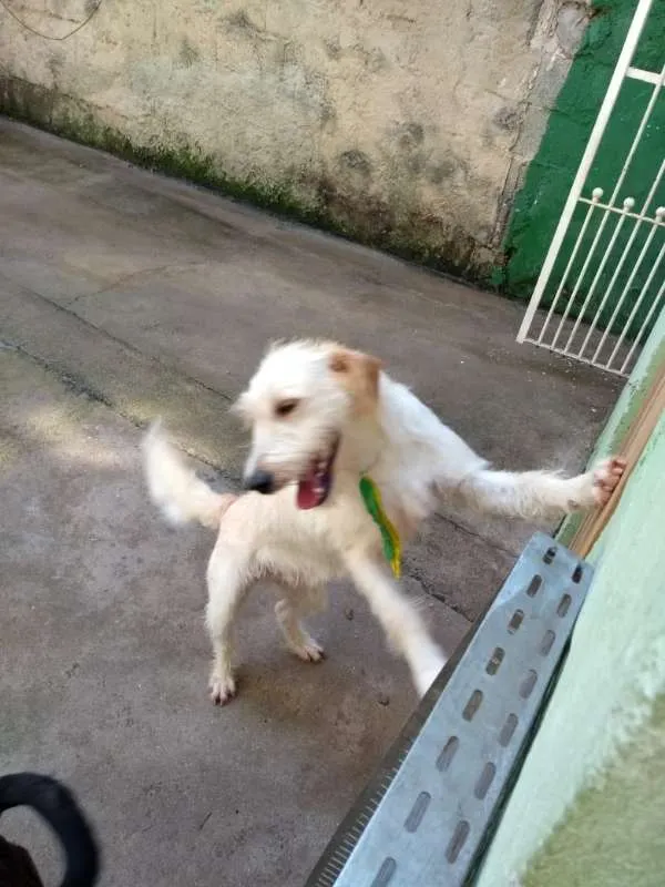 Cachorro ra a SRD idade 1 ano nome ted