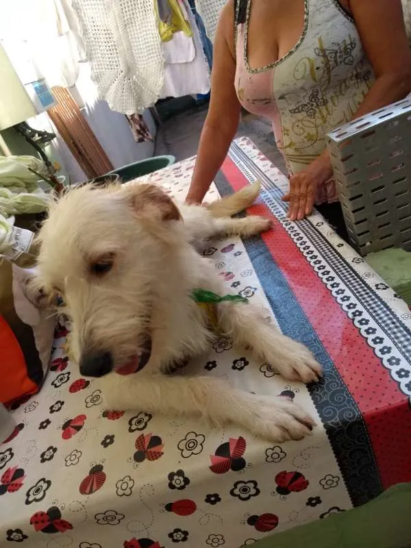 Cachorro ra a SRD idade 1 ano nome ted