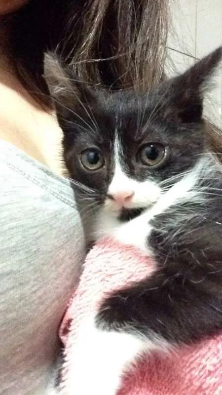 Gato ra a  idade 2 a 6 meses nome Cats 