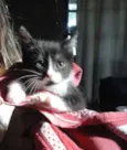 Cats 