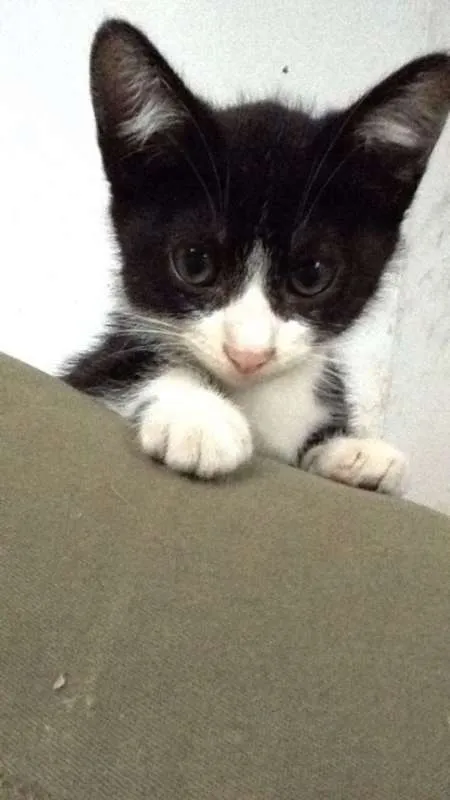 Gato ra a  idade 2 a 6 meses nome Cats 