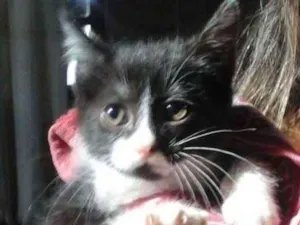 Gato raça  idade 2 a 6 meses nome Cats 