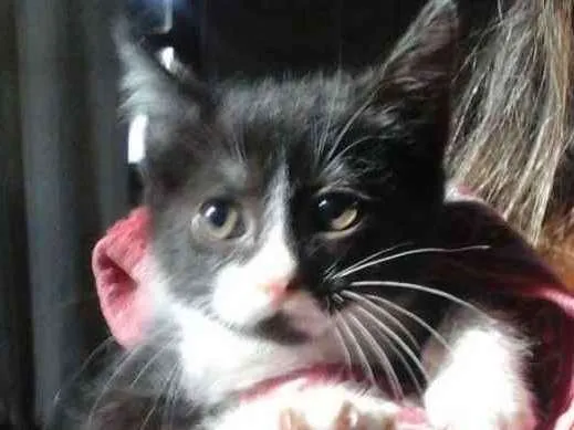 Gato ra a  idade 2 a 6 meses nome Cats 