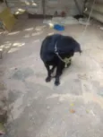 Negha