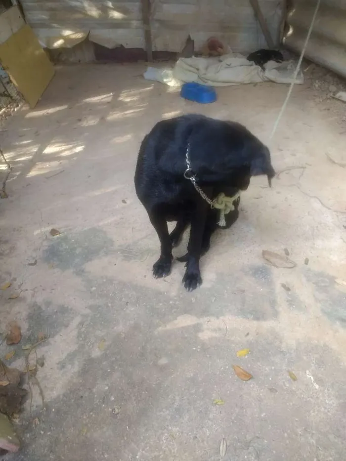 Cachorro ra a Vira lata  idade 4 anos nome Negha