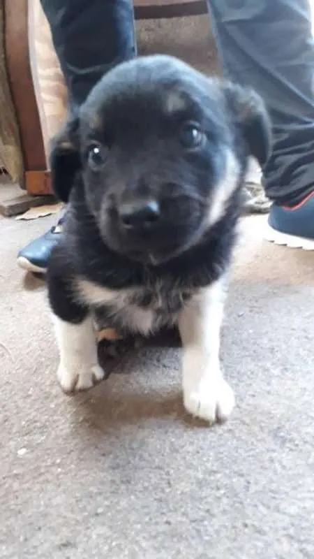 Cachorro ra a Unica idade 2 a 6 meses nome Barney