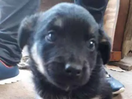 Cachorro ra a Unica idade 2 a 6 meses nome Barney