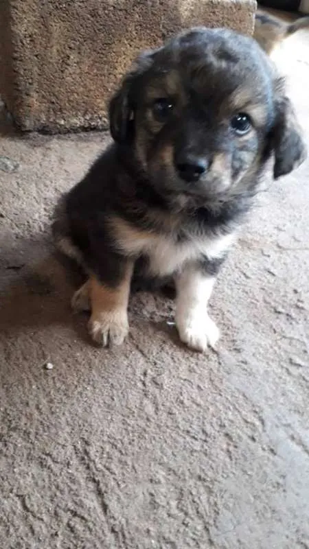 Cachorro ra a Unica idade 2 a 6 meses nome Doug