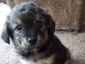 Cachorro raça Unica idade 2 a 6 meses nome Doug