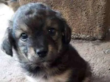 Cachorro ra a Unica idade 2 a 6 meses nome Doug
