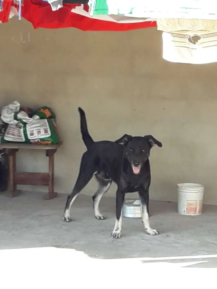 Cachorro ra a Desconhecida  idade 2 a 6 meses nome Simey